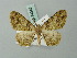  ( - BC ZSM Lep 74345)  @13 [ ] CreativeCommons - Attribution Non-Commercial Share-Alike (2015) Axel Hausmann/Bavarian State Collection of Zoology (ZSM) SNSB, Zoologische Staatssammlung Muenchen