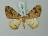  ( - BC ZSM Lep 74353)  @13 [ ] CreativeCommons - Attribution Non-Commercial Share-Alike (2015) Axel Hausmann/Bavarian State Collection of Zoology (ZSM) SNSB, Zoologische Staatssammlung Muenchen