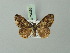  ( - BC ZSM Lep 74358)  @11 [ ] CreativeCommons - Attribution Non-Commercial Share-Alike (2015) Axel Hausmann/Bavarian State Collection of Zoology (ZSM) SNSB, Zoologische Staatssammlung Muenchen