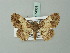  ( - BC ZSM Lep 74361)  @11 [ ] CreativeCommons - Attribution Non-Commercial Share-Alike (2015) Axel Hausmann/Bavarian State Collection of Zoology (ZSM) SNSB, Zoologische Staatssammlung Muenchen