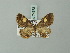  (Sysstema semicirculata - BC ZSM Lep 74372)  @11 [ ] CreativeCommons - Attribution Non-Commercial Share-Alike (2015) Axel Hausmann/Bavarian State Collection of Zoology (ZSM) SNSB, Zoologische Staatssammlung Muenchen