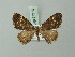  ( - BC ZSM Lep 74373)  @11 [ ] CreativeCommons - Attribution Non-Commercial Share-Alike (2015) Axel Hausmann/Bavarian State Collection of Zoology (ZSM) SNSB, Zoologische Staatssammlung Muenchen