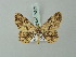  ( - BC ZSM Lep 74382)  @11 [ ] CreativeCommons - Attribution Non-Commercial Share-Alike (2015) Axel Hausmann/Bavarian State Collection of Zoology (ZSM) SNSB, Zoologische Staatssammlung Muenchen