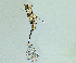  ( - BC ZSM Lep 74389)  @11 [ ] CreativeCommons - Attribution Non-Commercial Share-Alike (2020) SNSB, Staatliche Naturwissenschaftliche Sammlungen Bayerns ZSM (SNSB, Zoologische Staatssammlung Muenchen)