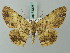  ( - BC ZSM Lep 74395)  @11 [ ] CreativeCommons - Attribution Non-Commercial Share-Alike (2015) Axel Hausmann/Bavarian State Collection of Zoology (ZSM) SNSB, Zoologische Staatssammlung Muenchen