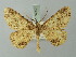  ( - BC ZSM Lep 74397)  @13 [ ] CreativeCommons - Attribution Non-Commercial Share-Alike (2015) Axel Hausmann/Bavarian State Collection of Zoology (ZSM) SNSB, Zoologische Staatssammlung Muenchen