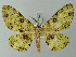  ( - BC ZSM Lep 74407)  @11 [ ] CreativeCommons - Attribution Non-Commercial Share-Alike (2015) Axel Hausmann/Bavarian State Collection of Zoology (ZSM) SNSB, Zoologische Staatssammlung Muenchen