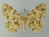  (Ophthalmitis basiscripta - BC ZSM Lep 74409)  @15 [ ] CreativeCommons - Attribution Non-Commercial Share-Alike (2015) Axel Hausmann/Bavarian State Collection of Zoology (ZSM) SNSB, Zoologische Staatssammlung Muenchen