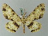  (Ophthalmitis cordularioides - BC ZSM Lep 74410)  @14 [ ] CreativeCommons - Attribution Non-Commercial Share-Alike (2015) Axel Hausmann/Bavarian State Collection of Zoology (ZSM) SNSB, Zoologische Staatssammlung Muenchen