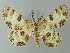  ( - BC ZSM Lep 74413)  @11 [ ] CreativeCommons - Attribution Non-Commercial Share-Alike (2015) Axel Hausmann/Bavarian State Collection of Zoology (ZSM) SNSB, Zoologische Staatssammlung Muenchen