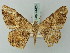  ( - BC ZSM Lep 74424)  @11 [ ] CreativeCommons - Attribution Non-Commercial Share-Alike (2015) Axel Hausmann/Bavarian State Collection of Zoology (ZSM) SNSB, Zoologische Staatssammlung Muenchen