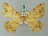  (Afroracotis argillacea cedrici - BC ZSM Lep 74429)  @14 [ ] CreativeCommons - Attribution Non-Commercial Share-Alike (2015) Axel Hausmann/Bavarian State Collection of Zoology (ZSM) SNSB, Zoologische Staatssammlung Muenchen
