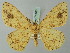  (Afroracotis argillacea - BC ZSM Lep 74430)  @14 [ ] CreativeCommons - Attribution Non-Commercial Share-Alike (2015) Axel Hausmann/Bavarian State Collection of Zoology (ZSM) SNSB, Zoologische Staatssammlung Muenchen