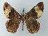  ( - BC ZSM Lep 74432)  @14 [ ] CreativeCommons - Attribution Non-Commercial Share-Alike (2015) Axel Hausmann/Bavarian State Collection of Zoology (ZSM) SNSB, Zoologische Staatssammlung Muenchen