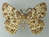  (Elphos hymenaria - BC ZSM Lep 74437)  @11 [ ] CreativeCommons - Attribution Non-Commercial Share-Alike (2015) Axel Hausmann/Bavarian State Collection of Zoology (ZSM) SNSB, Zoologische Staatssammlung Muenchen