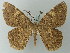  (Elphos lutulenta - BC ZSM Lep 74441)  @11 [ ] CreativeCommons - Attribution Non-Commercial Share-Alike (2015) Axel Hausmann/Bavarian State Collection of Zoology (ZSM) SNSB, Zoologische Staatssammlung Muenchen