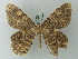  (Elphos praeumbrata - BC ZSM Lep 74442)  @11 [ ] CreativeCommons - Attribution Non-Commercial Share-Alike (2015) Axel Hausmann/Bavarian State Collection of Zoology (ZSM) SNSB, Zoologische Staatssammlung Muenchen