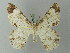  ( - BC ZSM Lep 74443)  @11 [ ] CreativeCommons - Attribution Non-Commercial Share-Alike (2015) Axel Hausmann/Bavarian State Collection of Zoology (ZSM) SNSB, Zoologische Staatssammlung Muenchen
