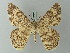  ( - BC ZSM Lep 74450)  @13 [ ] CreativeCommons - Attribution Non-Commercial Share-Alike (2015) Axel Hausmann/Bavarian State Collection of Zoology (ZSM) SNSB, Zoologische Staatssammlung Muenchen
