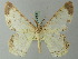  ( - BC ZSM Lep 74452)  @13 [ ] CreativeCommons - Attribution Non-Commercial Share-Alike (2015) Axel Hausmann/Bavarian State Collection of Zoology (ZSM) SNSB, Zoologische Staatssammlung Muenchen