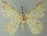  ( - BC ZSM Lep 74453)  @11 [ ] CreativeCommons - Attribution Non-Commercial Share-Alike (2015) Axel Hausmann/Bavarian State Collection of Zoology (ZSM) SNSB, Zoologische Staatssammlung Muenchen