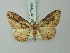  ( - BC ZSM Lep 74460)  @14 [ ] CreativeCommons - Attribution Non-Commercial Share-Alike (2015) Axel Hausmann/Bavarian State Collection of Zoology (ZSM) SNSB, Zoologische Staatssammlung Muenchen