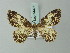  ( - BC ZSM Lep 74471)  @13 [ ] CreativeCommons - Attribution Non-Commercial Share-Alike (2015) Axel Hausmann/Bavarian State Collection of Zoology (ZSM) SNSB, Zoologische Staatssammlung Muenchen