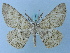  ( - BC ZSM Lep 74677)  @13 [ ] CreativeCommons - Attribution Non-Commercial Share-Alike (2015) Axel Hausmann/Bavarian State Collection of Zoology (ZSM) SNSB, Zoologische Staatssammlung Muenchen
