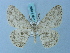  (Zeuctoboarmia smithi - BC ZSM Lep 74697)  @14 [ ] CreativeCommons - Attribution Non-Commercial Share-Alike (2015) Axel Hausmann/Bavarian State Collection of Zoology (ZSM) SNSB, Zoologische Staatssammlung Muenchen