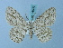  (Zeuctoboarmia simplex - BC ZSM Lep 74698)  @11 [ ] CreativeCommons - Attribution Non-Commercial Share-Alike (2015) Axel Hausmann/Bavarian State Collection of Zoology (ZSM) SNSB, Zoologische Staatssammlung Muenchen