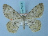  (Zeuctoboarmia ochracea - BC ZSM Lep 74699)  @14 [ ] CreativeCommons - Attribution Non-Commercial Share-Alike (2015) Axel Hausmann/Bavarian State Collection of Zoology (ZSM) SNSB, Zoologische Staatssammlung Muenchen