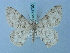  ( - BC ZSM Lep 74700)  @11 [ ] CreativeCommons - Attribution Non-Commercial Share-Alike (2015) Axel Hausmann/Bavarian State Collection of Zoology (ZSM) SNSB, Zoologische Staatssammlung Muenchen