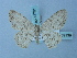  ( - BC ZSM Lep 74701)  @11 [ ] CreativeCommons - Attribution Non-Commercial Share-Alike (2015) Axel Hausmann/Bavarian State Collection of Zoology (ZSM) SNSB, Zoologische Staatssammlung Muenchen