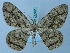  ( - BC ZSM Lep 74702)  @14 [ ] CreativeCommons - Attribution Non-Commercial Share-Alike (2015) Axel Hausmann/Bavarian State Collection of Zoology (ZSM) SNSB, Zoologische Staatssammlung Muenchen