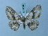  ( - BC ZSM Lep 74704)  @13 [ ] CreativeCommons - Attribution Non-Commercial Share-Alike (2015) Axel Hausmann/Bavarian State Collection of Zoology (ZSM) SNSB, Zoologische Staatssammlung Muenchen
