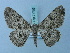  ( - BC ZSM Lep 74705)  @11 [ ] CreativeCommons - Attribution Non-Commercial Share-Alike (2015) Axel Hausmann/Bavarian State Collection of Zoology (ZSM) SNSB, Zoologische Staatssammlung Muenchen