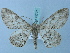  ( - BC ZSM Lep 74707)  @12 [ ] CreativeCommons - Attribution Non-Commercial Share-Alike (2015) Axel Hausmann/Bavarian State Collection of Zoology (ZSM) SNSB, Zoologische Staatssammlung Muenchen