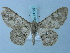  ( - BC ZSM Lep 74709)  @11 [ ] CreativeCommons - Attribution Non-Commercial Share-Alike (2015) Axel Hausmann/Bavarian State Collection of Zoology (ZSM) SNSB, Zoologische Staatssammlung Muenchen