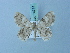  ( - BC ZSM Lep 74714)  @11 [ ] CreativeCommons - Attribution Non-Commercial Share-Alike (2015) Axel Hausmann/Bavarian State Collection of Zoology (ZSM) SNSB, Zoologische Staatssammlung Muenchen