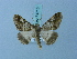  ( - BC ZSM Lep 74715)  @11 [ ] CreativeCommons - Attribution Non-Commercial Share-Alike (2015) Axel Hausmann/Bavarian State Collection of Zoology (ZSM) SNSB, Zoologische Staatssammlung Muenchen
