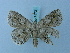  ( - BC ZSM Lep 74721)  @13 [ ] CreativeCommons - Attribution Non-Commercial Share-Alike (2015) Axel Hausmann/Bavarian State Collection of Zoology (ZSM) SNSB, Zoologische Staatssammlung Muenchen
