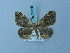  (Microcalicha minima - BC ZSM Lep 74726)  @11 [ ] CreativeCommons - Attribution Non-Commercial Share-Alike (2015) Axel Hausmann/Bavarian State Collection of Zoology (ZSM) SNSB, Zoologische Staatssammlung Muenchen