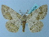  ( - BC ZSM Lep 74729)  @11 [ ] CreativeCommons - Attribution Non-Commercial Share-Alike (2015) Axel Hausmann/Bavarian State Collection of Zoology (ZSM) SNSB, Zoologische Staatssammlung Muenchen