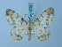  ( - BC ZSM Lep 74731)  @13 [ ] CreativeCommons - Attribution Non-Commercial Share-Alike (2015) Axel Hausmann/Bavarian State Collection of Zoology (ZSM) SNSB, Zoologische Staatssammlung Muenchen