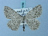  (Charissa eugonia - BC ZSM Lep 74736)  @12 [ ] CreativeCommons - Attribution Non-Commercial Share-Alike (2015) Axel Hausmann/Bavarian State Collection of Zoology (ZSM) SNSB, Zoologische Staatssammlung Muenchen