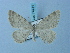  ( - BC ZSM Lep 74741)  @12 [ ] CreativeCommons - Attribution Non-Commercial Share-Alike (2015) Axel Hausmann/Bavarian State Collection of Zoology (ZSM) SNSB, Zoologische Staatssammlung Muenchen