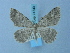  ( - BC ZSM Lep 74743)  @13 [ ] CreativeCommons - Attribution Non-Commercial Share-Alike (2015) Axel Hausmann/Bavarian State Collection of Zoology (ZSM) SNSB, Zoologische Staatssammlung Muenchen
