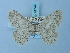  (Charissa orbicularia - BC ZSM Lep 74744)  @12 [ ] CreativeCommons - Attribution Non-Commercial Share-Alike (2015) Axel Hausmann/Bavarian State Collection of Zoology (ZSM) SNSB, Zoologische Staatssammlung Muenchen