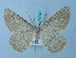  (Charissa iveni - BC ZSM Lep 74746)  @14 [ ] CreativeCommons - Attribution Non-Commercial Share-Alike (2015) Axel Hausmann/Bavarian State Collection of Zoology (ZSM) SNSB, Zoologische Staatssammlung Muenchen