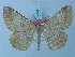  ( - BC ZSM Lep 74749)  @11 [ ] CreativeCommons - Attribution Non-Commercial Share-Alike (2015) Axel Hausmann/Bavarian State Collection of Zoology (ZSM) SNSB, Zoologische Staatssammlung Muenchen